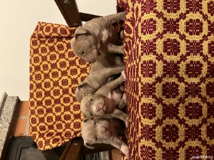 American Bully  Deosbebiți - imagine 3