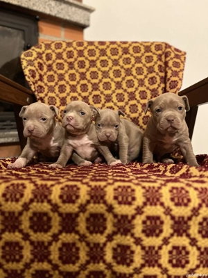 American Bully  Deosbebiți - imagine 2