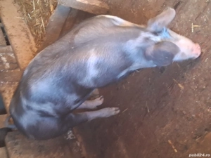 Vând scrofiță pietran