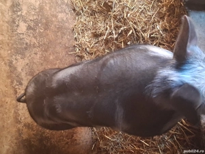 Vând scrofiță pietran - imagine 4