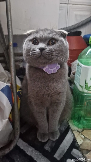 pisică scottish Fold 