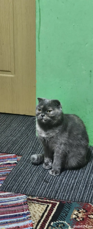 pisică scottish Fold  - imagine 3