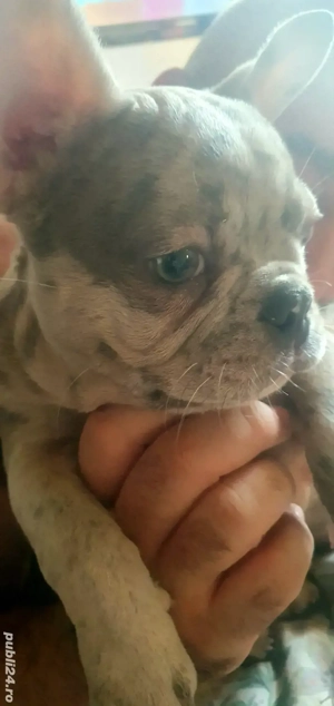 Vând Bulldog Francez - imagine 2
