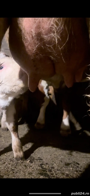 vand vaca baltata germana  - imagine 2