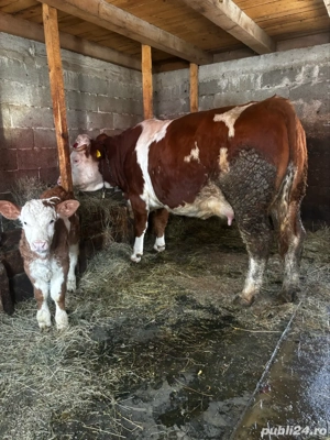 vand vaca baltata germana  - imagine 3