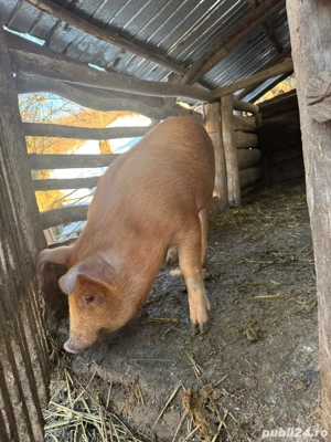 De vinzare purcea rasa duroc  - imagine 2