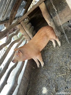 De vinzare purcea rasa duroc  - imagine 4