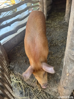 De vinzare purcea rasa duroc  - imagine 3