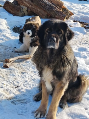 Ciobănesc caucazian