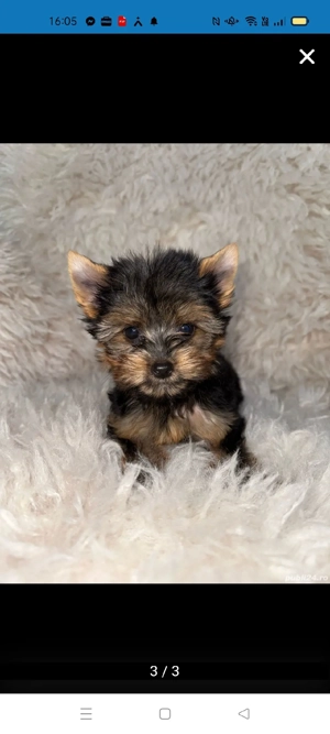 Fată Yorkshire mini cup - imagine 2