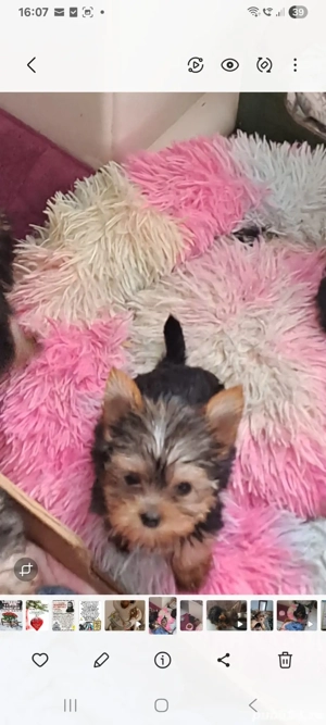 Fată Yorkshire mini cup - imagine 3