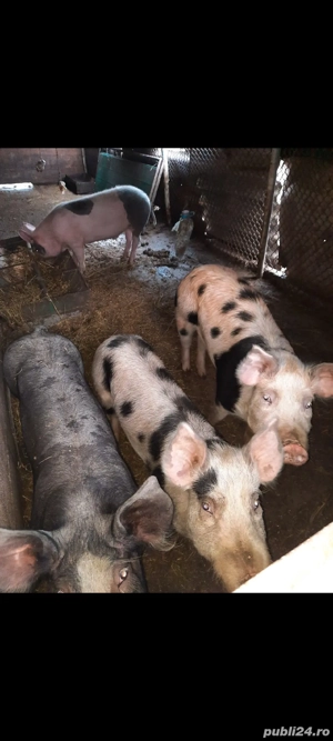 disponibile  - imagine 2