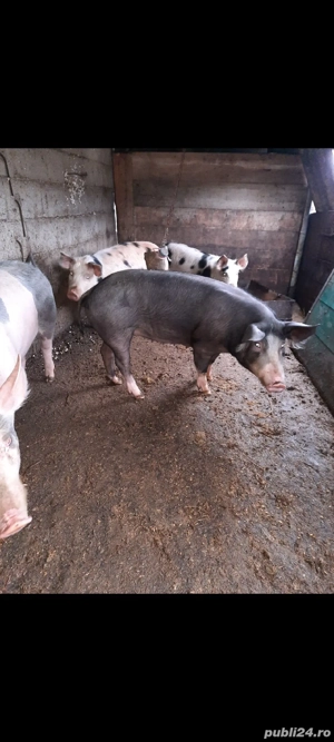 disponibile  - imagine 5