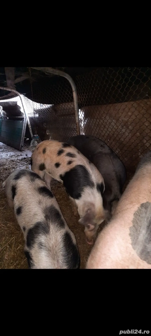 disponibile  - imagine 4