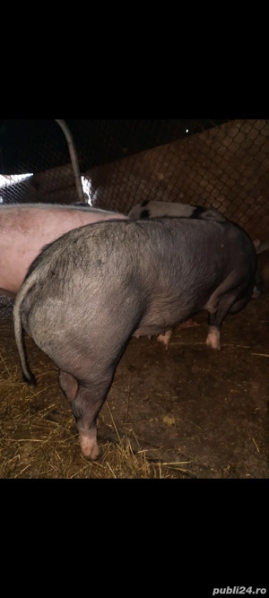 disponibile  - imagine 3