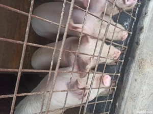 Vand porci - imagine 2