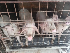 Vand porci - imagine 3