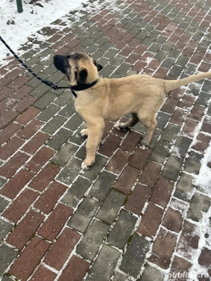 Vand femela Kangal Malakli talie mare  - imagine 2