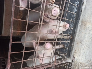 Vand porci - imagine 4