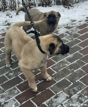 Vand femela Kangal Malakli talie mare  - imagine 3