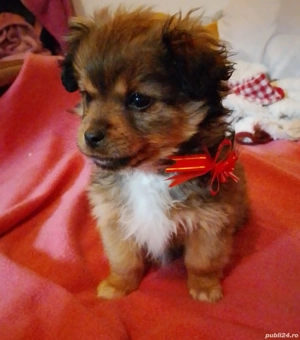 Pechinez Corcitura Deparazitat 