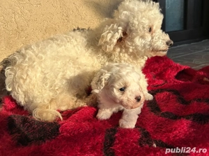 catelusa bichon maltez