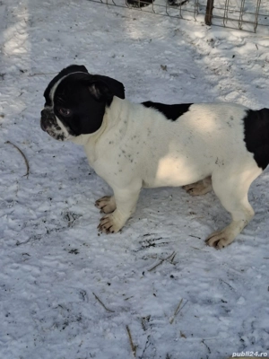Bulldog francez 
