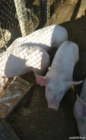 Vând purcei de rasa 
