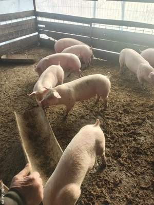 Vând purcei de rasa in jur de 50 kg - imagine 3