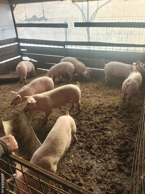 Vând purcei de rasa in jur de 50 kg - imagine 2