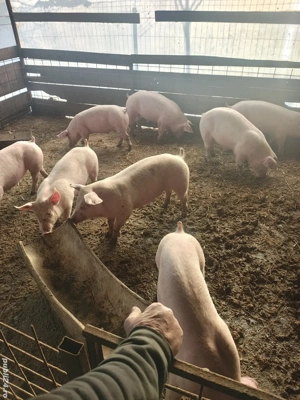 Vând purcei de rasa in jur de 50 kg - imagine 4