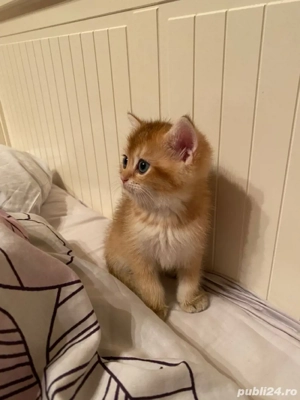 British shorthair pui superbi