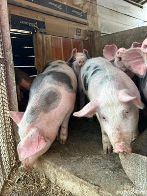 Purcei soldani - imagine 3