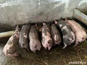 porci pietran de vanzare    - imagine 4