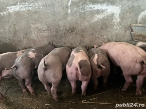 porci pietran de vanzare    - imagine 2