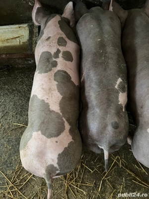 porci pietran de vanzare    - imagine 3