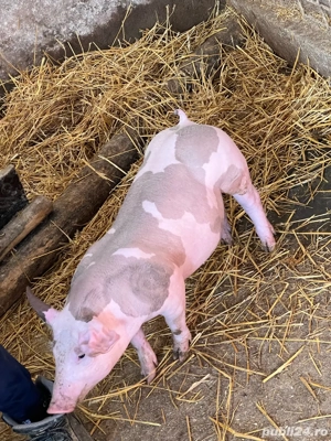 porci pietran de vanzare    - imagine 5