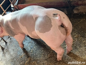 porci pietran de vanzare   