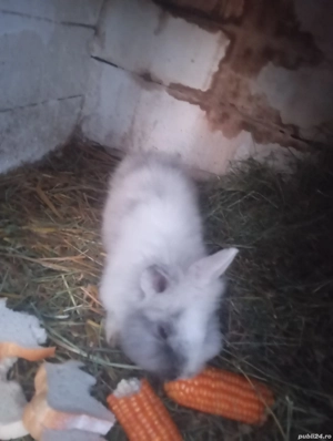 De vânzare  - imagine 3