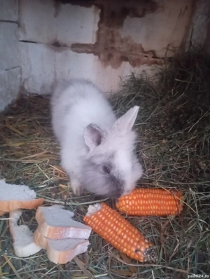 De vânzare  - imagine 4