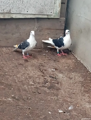 de vânzare  - imagine 3