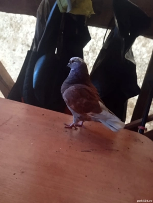 de vânzare  - imagine 2