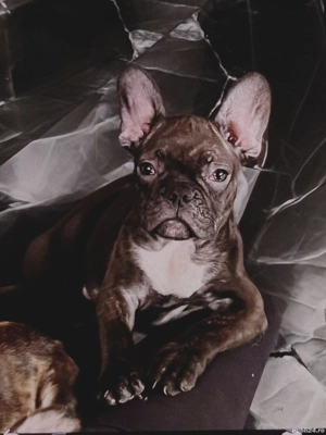 Buldog francez disponibil - imagine 3
