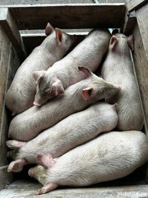 purcei de carne  - imagine 3