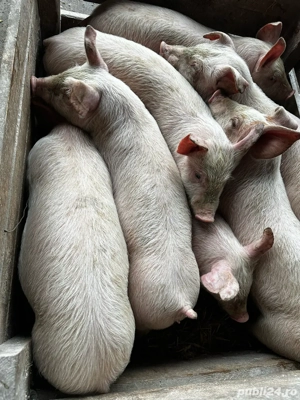 purcei de carne  - imagine 2