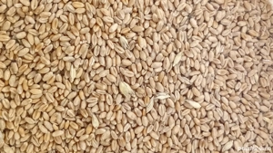 Boabe de porumb și grau - imagine 3