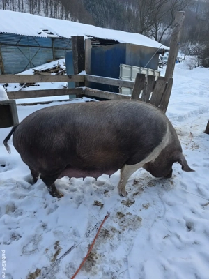 vand scroafa cu 10 purcei.  - imagine 2