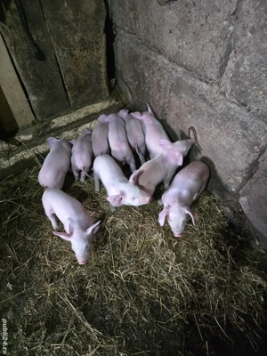 vand scroafa cu 10 purcei.  - imagine 3