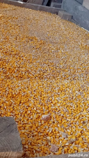 Boabe de porumb și grau - imagine 2