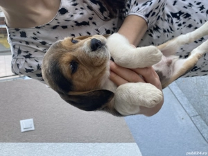 Beagle rasa pura 3 fetițe și 3 băieți  - imagine 3